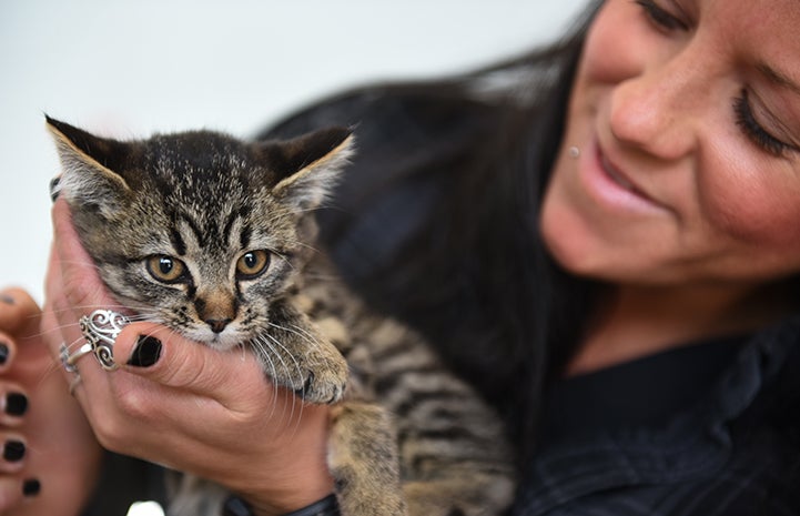 Pick Cedar the kitten up, and she’ll immediately hug you with her left front leg, snuggle into your neck