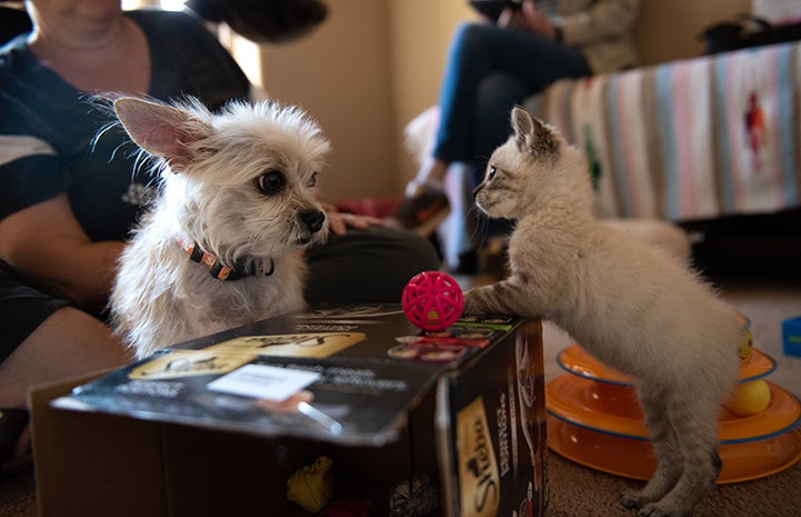 Vern the kitten playing with Crowley the dog