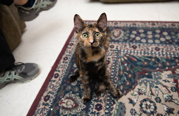 Vanetta the tortoiseshell kitten sitting on a fancy carpet