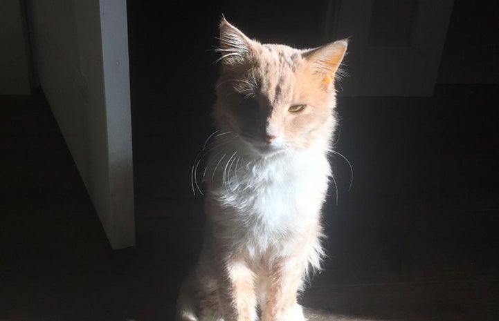 Harry the kitten in a bright sunbeam with a dark background