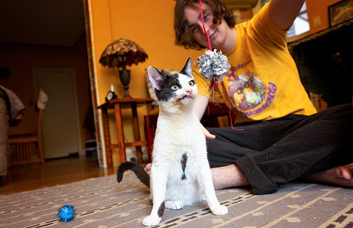 Child playing with Tres Leches the kitten