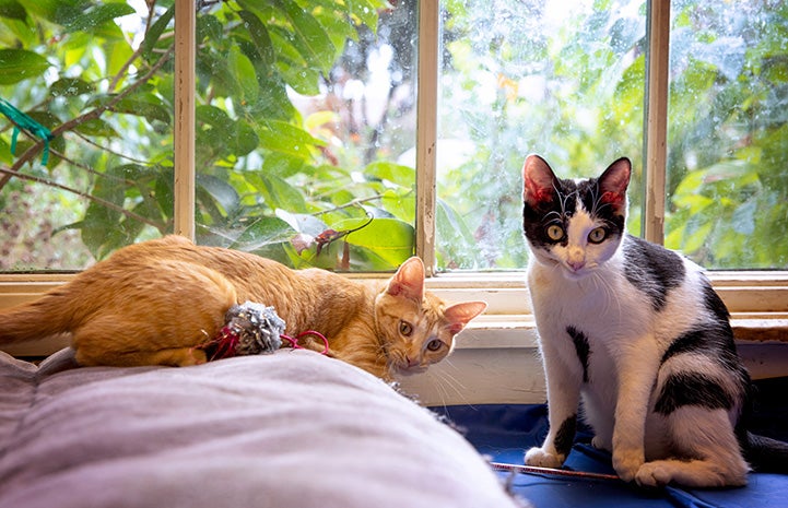 Harvey and Tres Leches the kittens together in a windowsill