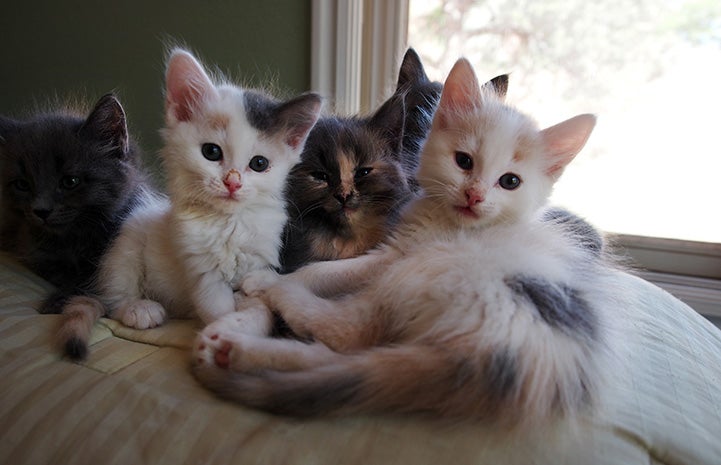 Litter of kittens on a bed