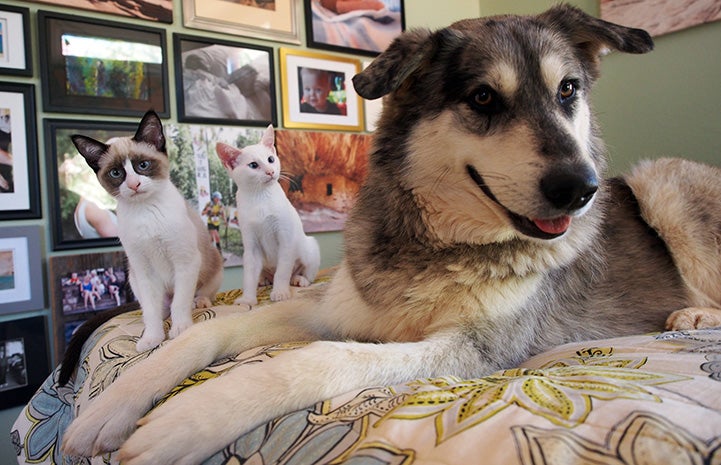 Rigby the dog lying with his foster kittens on a bed