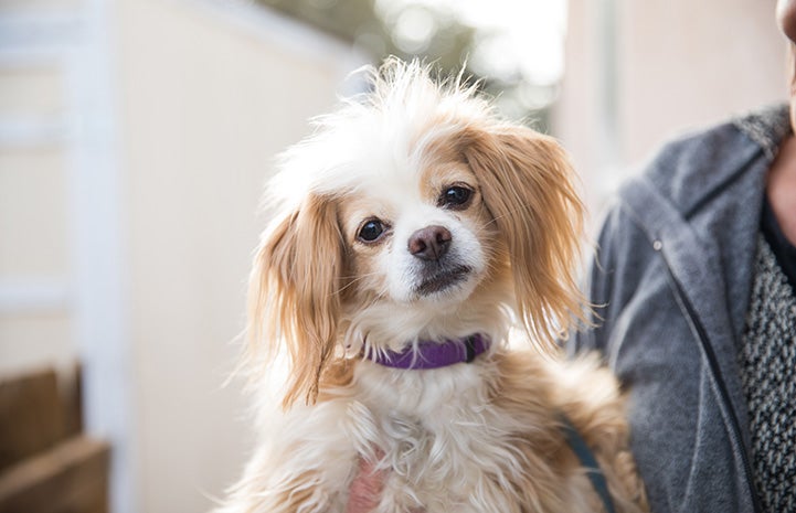 Person holding Pikito, a small tan and white fluffy dog