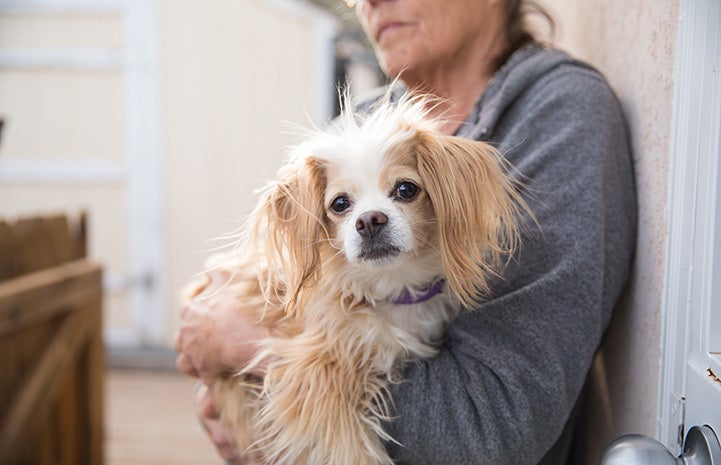 Small fluffy tan and white dog Pikito being held by a woman