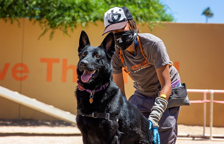 Person wearing a mask and Best Friends hat next to a black shepherd dog, while outside in an agility yard