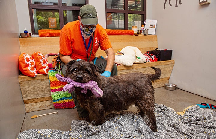 Shaggy dog holding a purple toy n his mouth while a man wearing a mask sits on a bench behind him petting him