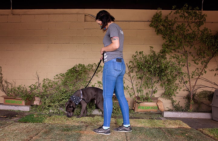 Woman walking Welby the dog in a grass yard