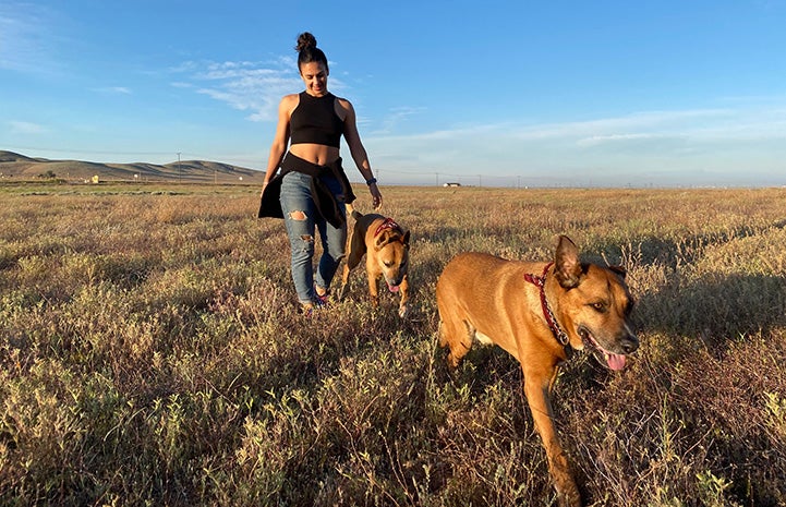 Woman walking Bear and another dog in a field with blue skies behind them