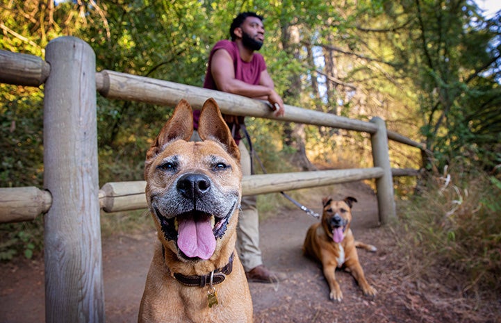 Bear the dog looking at the camera with Brandon Alexander and Austin the dog in the background