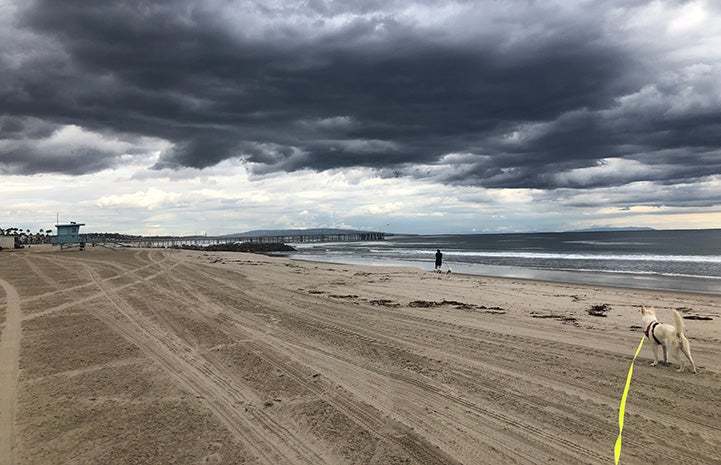 Luna leash-walking on a beach in front of the water with storm clouds above