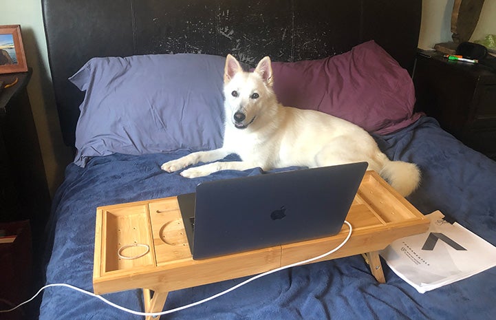 Luna the dog lying on a bed next to a food tray