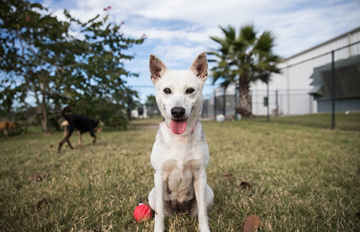 White shepherd dog outside in a play yard with a red toy next to him