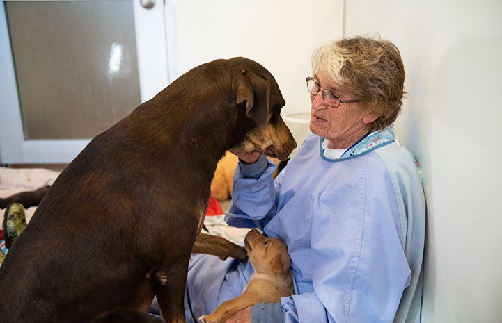 Marsi the mama dog sitting on a woman's lap with a puppy