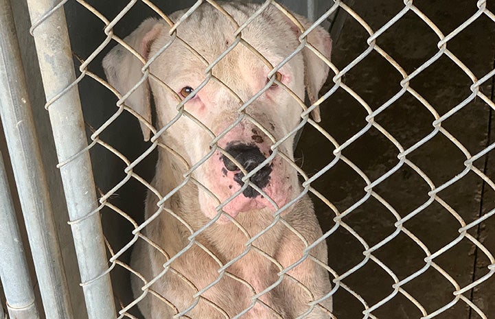 Scamper the dog behind chain link in a kennel