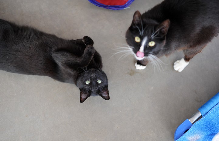 Ellery the cat lying upside down and looking cute, next to Benny the cat licking his lips