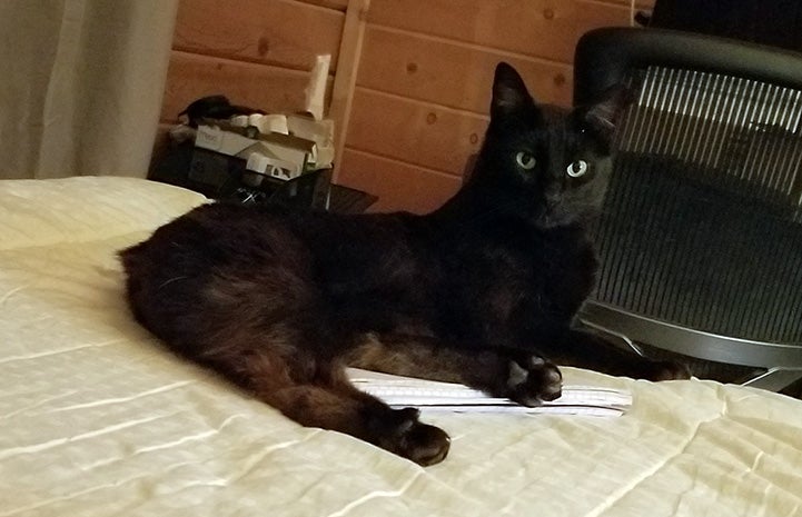 Cat with Manx syndrome, Ellery, lying on a bed