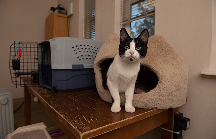 Raisin the kitten coming out of a cat bed on a table