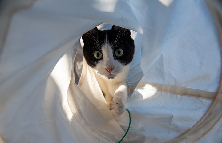 Raisin the kitten playing in a cat tunnel toy