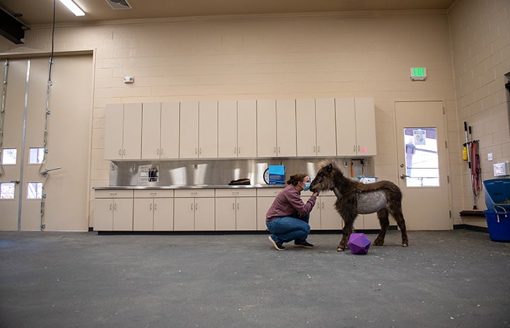 Daisy the mini horse getting treatment