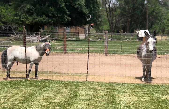 Mini horse Fury and Maisy the donkey