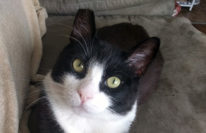 Black and white cat Shortie looking at the camera