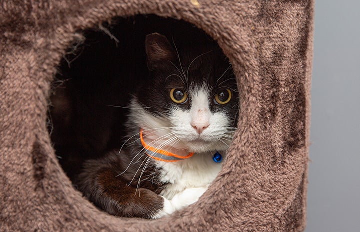 Shortie the black and white cat lying in a cat tree hole