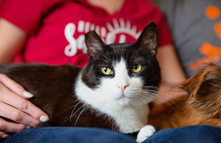 Shorty the black and white cat sitting on a lap