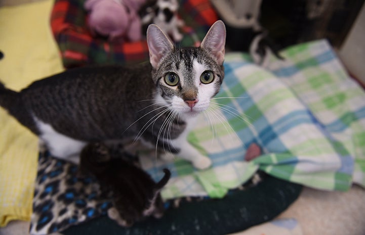 Bayley the tabby cat looking at the camera with her kittens below her