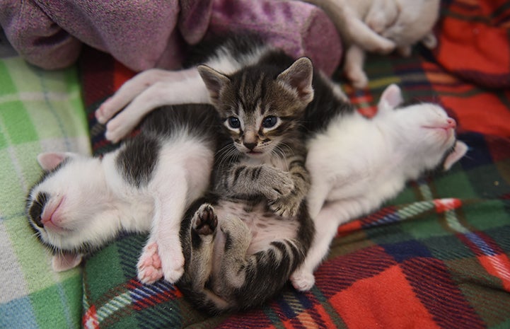 Three of Bayley the cat's kittens sleeping in a pile together on some blankets