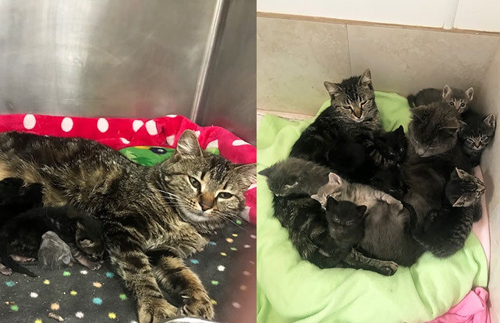 A collage of two pictures of Indina and Imogen and Hattie the cats with kittens