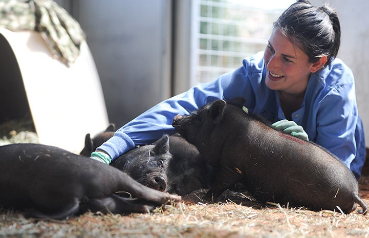 Rosalie on the ground with a litter of piglets