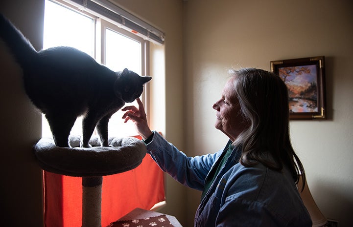 Ufro the cat up on a cat tree with Penny petting him