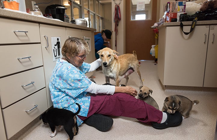 A woman sitting on the ground with Umami the mother dog and her puppies