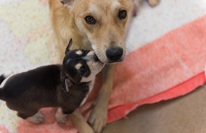 Umami the mother dog looking at the camera while her puppy Canape sniffs her mouth