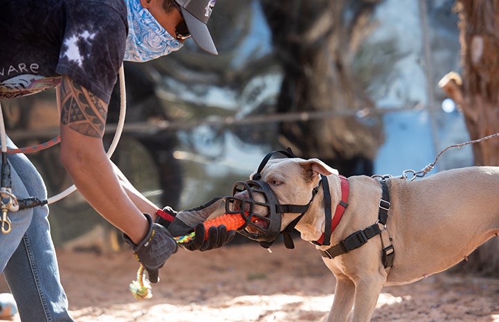 Person holding a toy for Charm to chew while wearing a muzzle