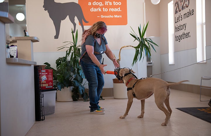 Person reaching out to the dog Charm, who is wearing a muzzle and holding a toy in her mouth