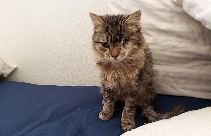 Peyton, a tabby kitten with one eye, on a bed at her new home