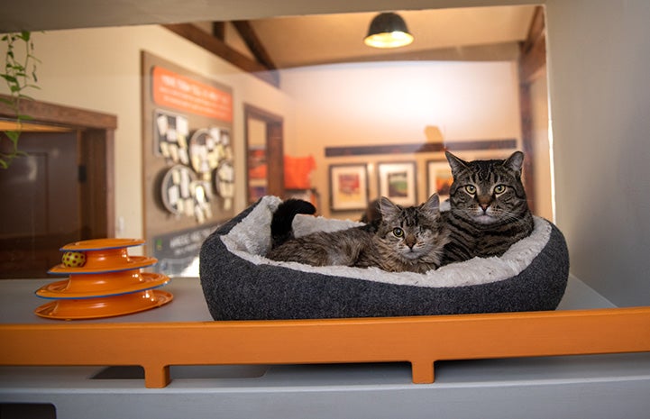 Peyton the kitten snugged together in bed with Buzz, another tabby cat