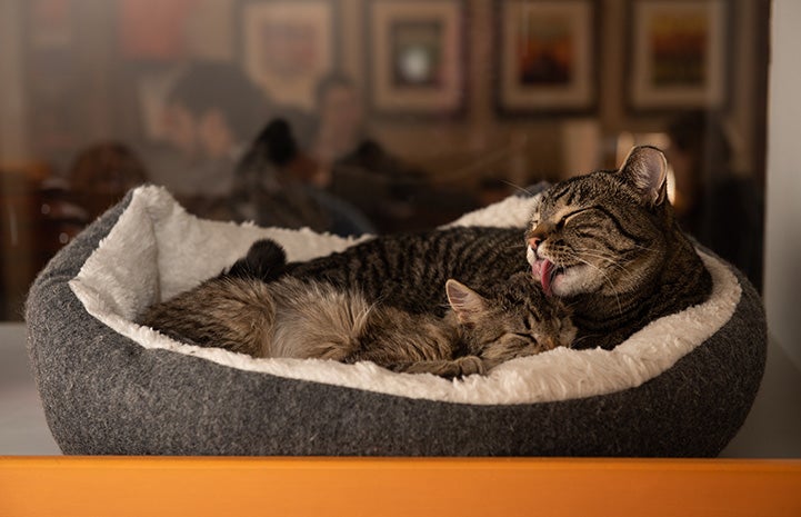 Buzz the cat grooming Peyton the kitten while lying in the same bed together