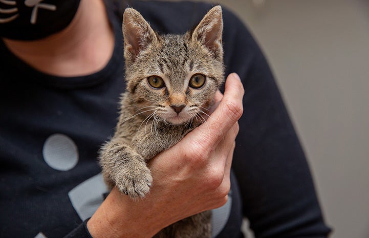 Person holding a brown tabby kitten