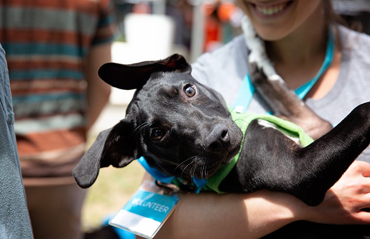 Big black Labrador-type puppy being held by a smiling woman