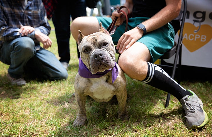 Brown pit bull terrier with cropped ears sitting on the grass next to a man sitting in a chair