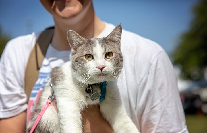 Person holding a gray and white cat at the A tent with human and dog activity at the NKLA Pet Super Adoption