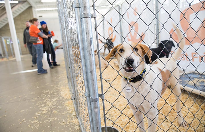 White and tan dog in a kennel at the NKUT Super Adoption event