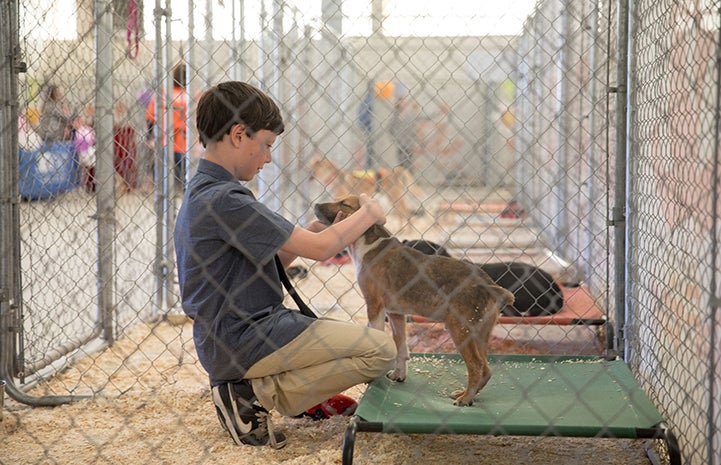 Young boy in a kennel petting a brown puppy on a Kuranda bed at the May the 4th NKUT Super Adoption event