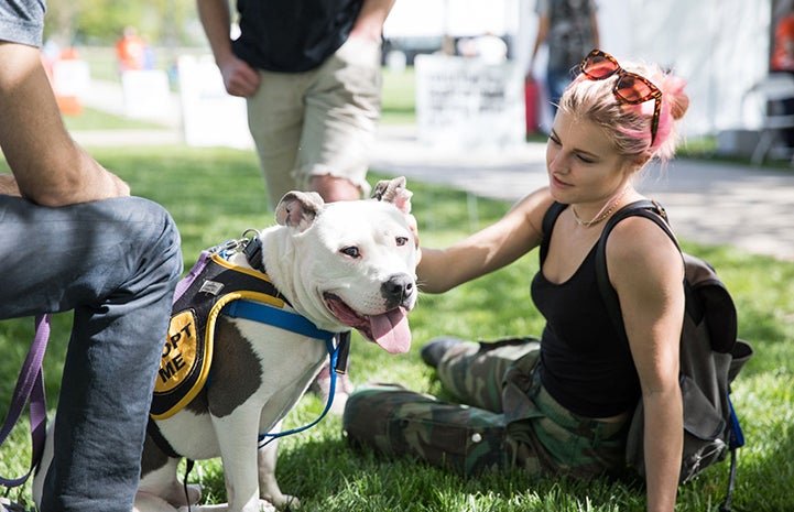 Yoshi, a sitting white pit bull terrier wearing an Adopt Me vest, being petted by a woman at the May the 4th NKUT Super Adoption event