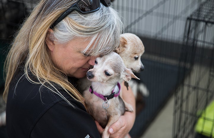 Woman holding two Chihuahua-type dogs