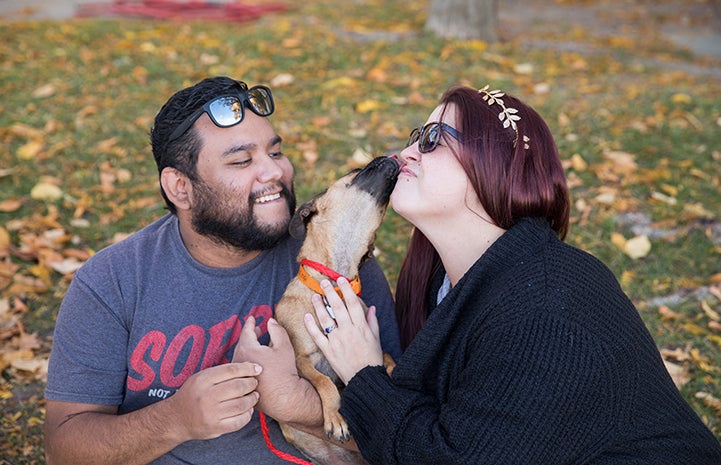 Man and woman sitting in the grass with fallen leaves with a small dog or puppy kissing their faces